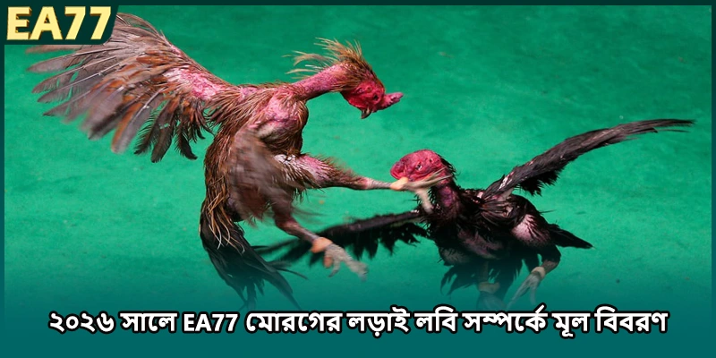 ২০২৬ সালে EA77 মোরগের লড়াই লবি সম্পর্কে মূল বিবরণ)